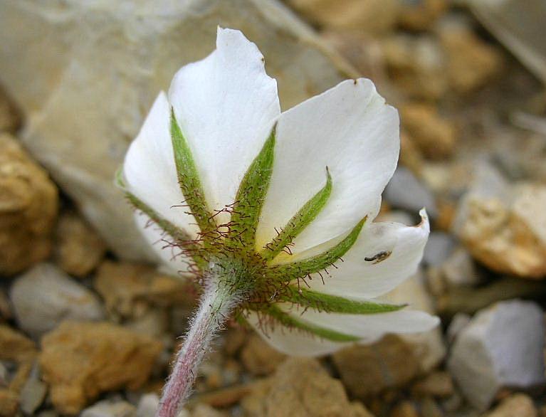 Dryas octopetala / Camedrio alpino
